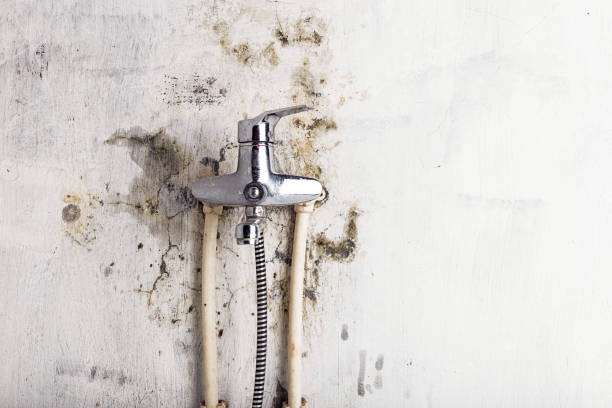 Best Office Mold Removal Services  in Wauchula, FL