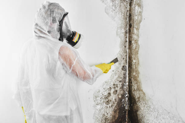 Best Commercial Mold Removal  in Wauchula, FL