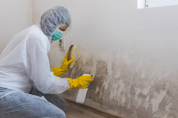 Best Fast Mold Removal  in Wauchula, FL